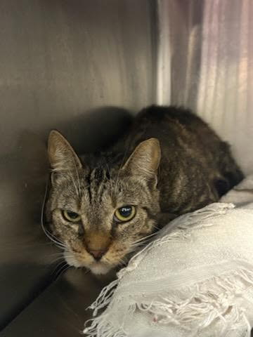 Shelter Stray Female Cat last seen Near BLOCK BARRETT RD, Jacksonville, FL 32204