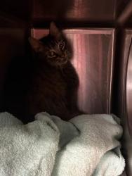 Shelter Stray Female Cat last seen Near BLOCK BARRETT RD, Jacksonville, FL 32204