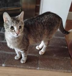 Shelter Stray Female Cat last seen WESTERN AVE & SCOLES CT, Sacramento, CA 95818
