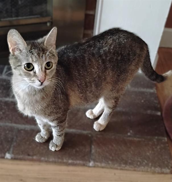 Shelter Stray Female Cat last seen WESTERN AVE & SCOLES CT, Sacramento, CA 95818