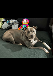 Lost Female Dog last seen Winters chaper rd Atlanta Ga, Dunwoody, GA 30360