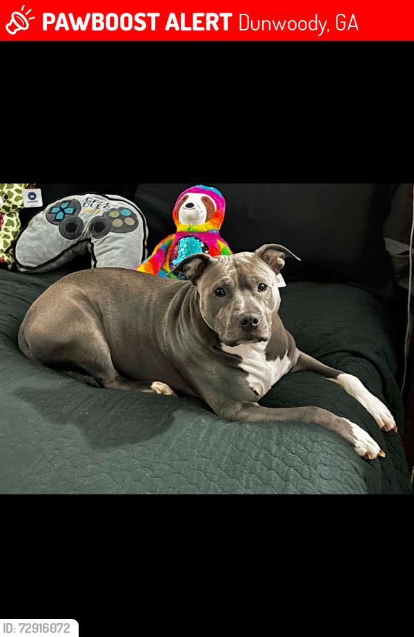 Lost Female Dog last seen Winters chaper rd Atlanta Ga, Dunwoody, GA 30360