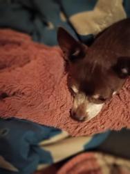 Found/Stray Female Dog last seen Near 1st Street , Nicholson, MS 39466