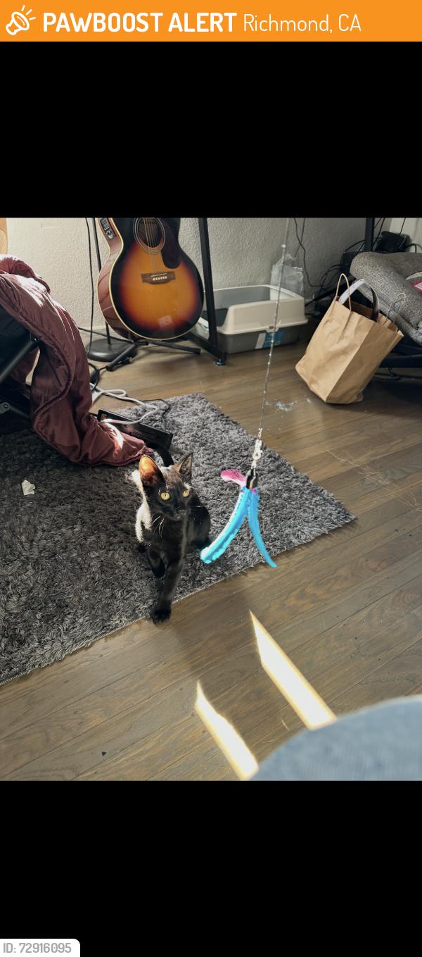 Found/Stray Female Cat last seen Esmond ave, Richmond, CA 94804