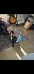 Found/Stray Female Cat last seen Esmond ave, Richmond, CA 94804