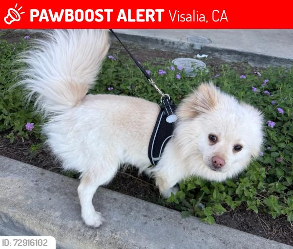 Lost Male Dog last seen Riggin and county center , Visalia, CA 93291