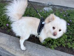 Lost Male Dog last seen Riggin and county center , Visalia, CA 93291