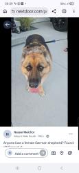 Reunited Female Dog last seen Edgar pl, Spring Valley, CA 91941