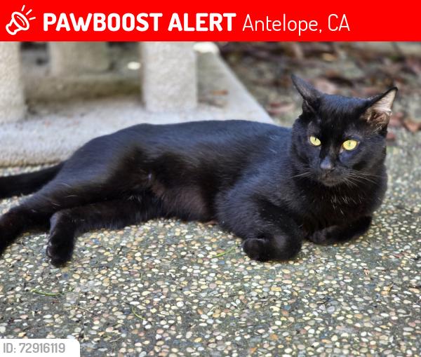 Lost Male Cat last seen Don Julio and Palmerson, Antelope, CA 95843