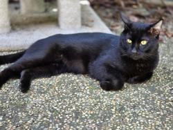 Lost Male Cat last seen Don Julio and Palmerson, Antelope, CA 95843
