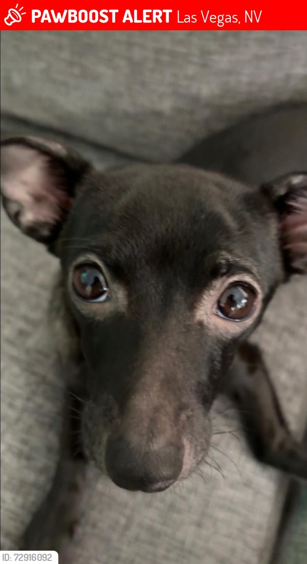Lost Male Dog last seen Washington and Tenaya, Las Vegas, NV 89128