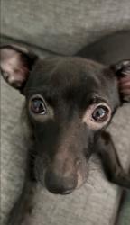 Lost Male Dog last seen Washington and Tenaya, Las Vegas, NV 89128