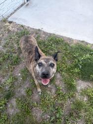 Reunited Female Dog last seen Near E 2700 S, South Salt Lake, UT 84115