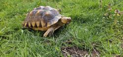 Lost Male Reptile last seen 18th street , Bremerton, WA 98312
