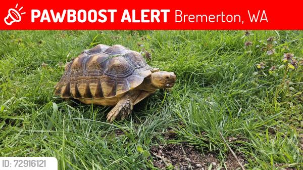 Lost Male Reptile last seen 18th street , Bremerton, WA 98312