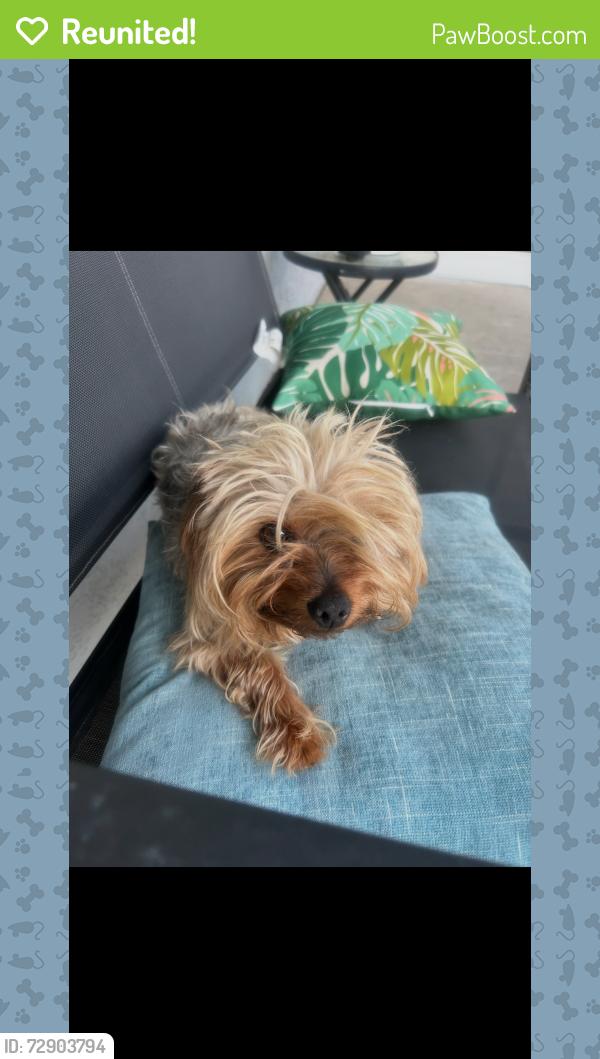 Reunited Male Dog last seen Reo court and Reo drive, San Diego, CA 92139