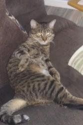 Lost Male Cat last seen Bartlett road in Streamwood boulevard, Streamwood, IL 60107