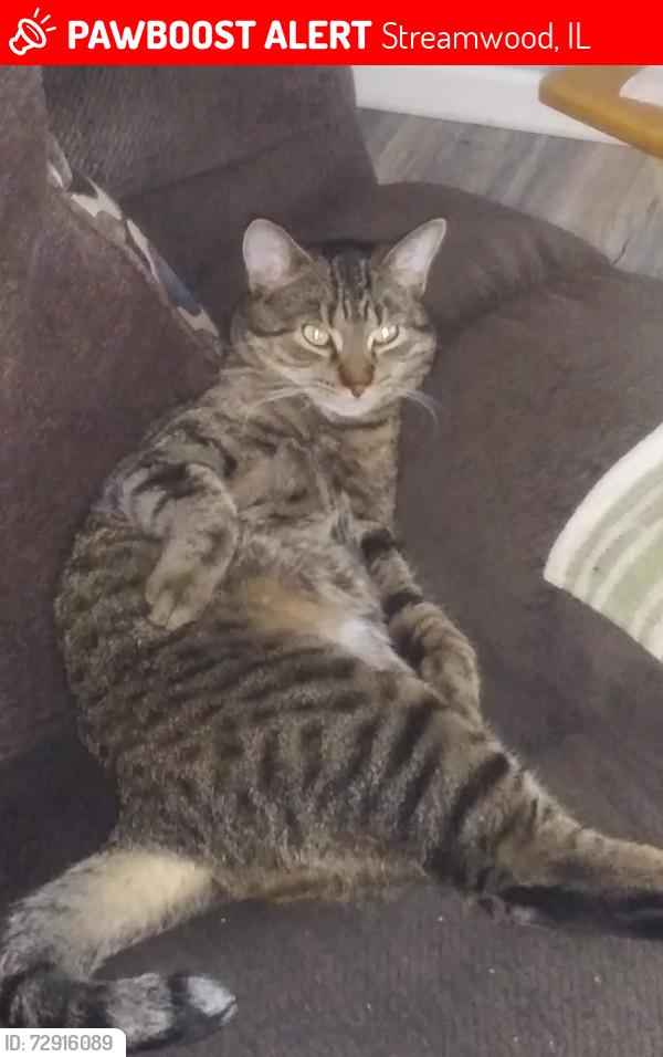 Lost Male Cat last seen Bartlett road in Streamwood boulevard, Streamwood, IL 60107