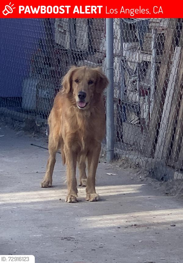 Lost Male Dog last seen San Pedro and Vernon , Los Angeles, CA 90731