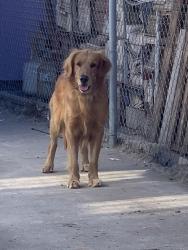 Lost Male Dog last seen San Pedro and Vernon , Los Angeles, CA 90731