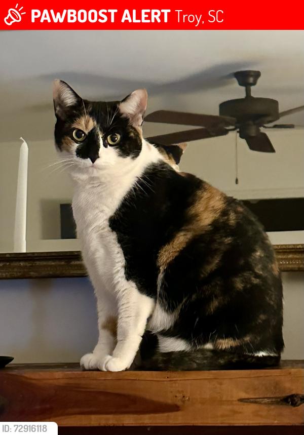 Lost Female Cat last seen Church Street , Troy, SC 29835