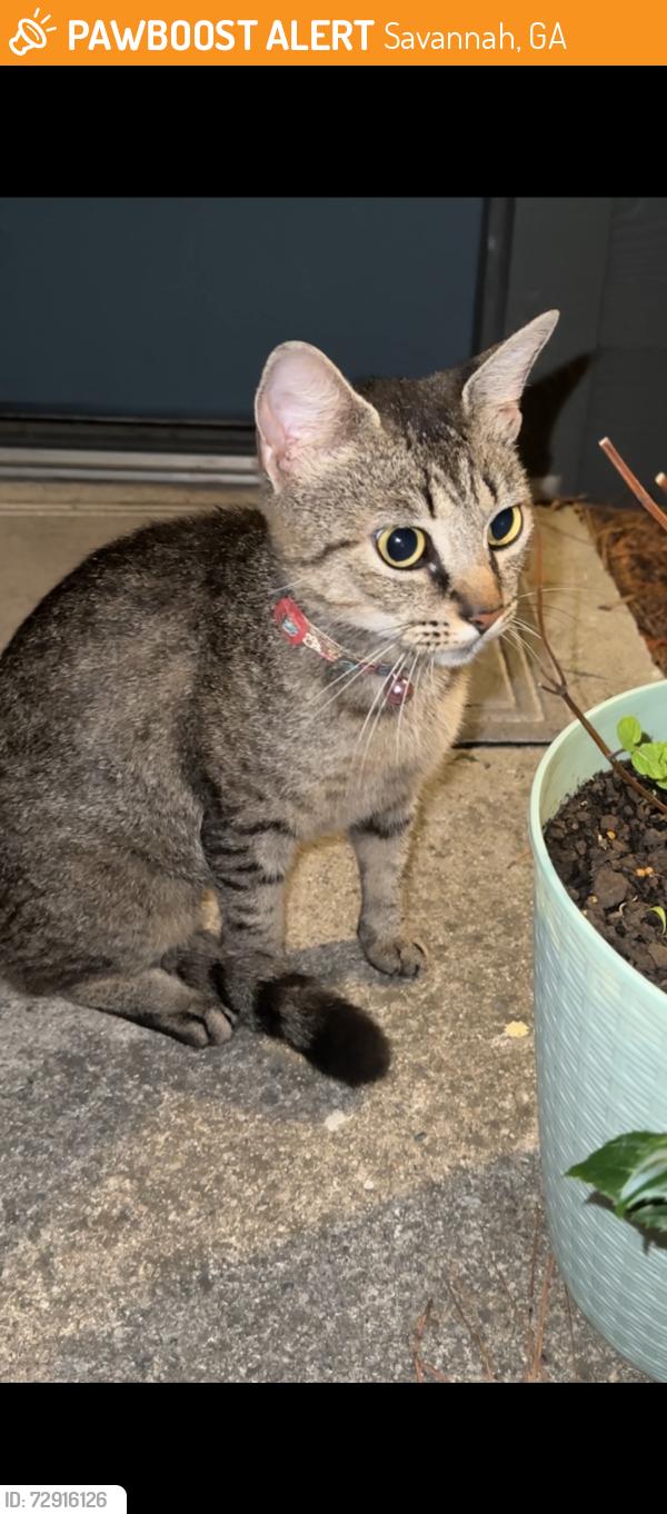 Found/Stray Female Cat last seen Near Noble Oaks Dr , Savannah, GA 31406
