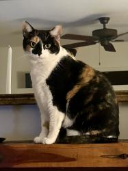 Lost Female Cat last seen Church Street , Troy, SC 29835