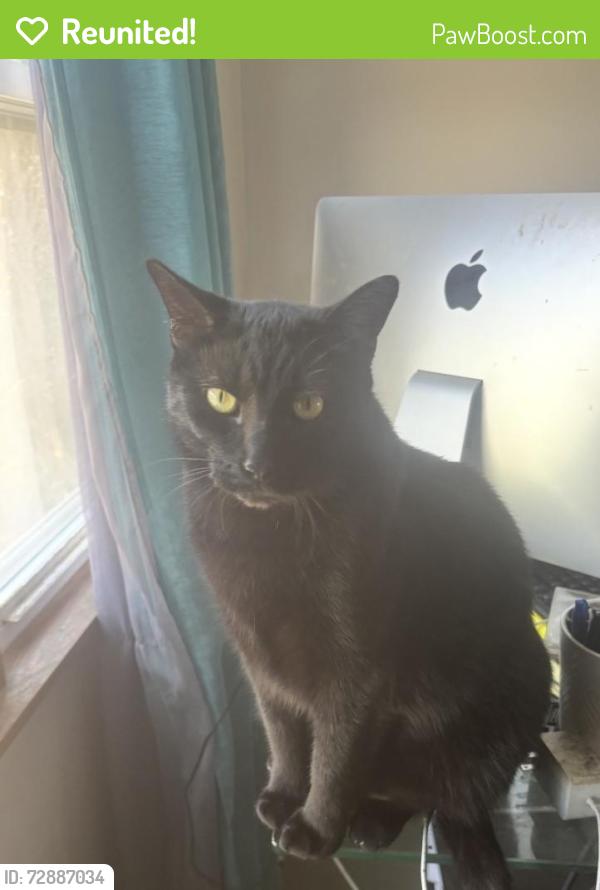 Reunited Male Cat last seen Flossmoor Road and Central Park, Flossmoor, IL 60422