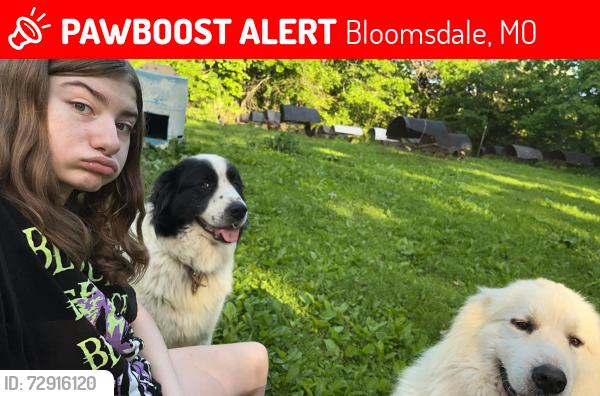 Lost Male Dog last seen Ditch road , Bloomsdale, MO 63627