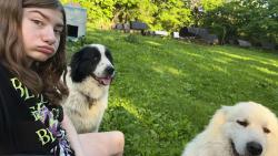 Lost Male Dog last seen Ditch road , Bloomsdale, MO 63627