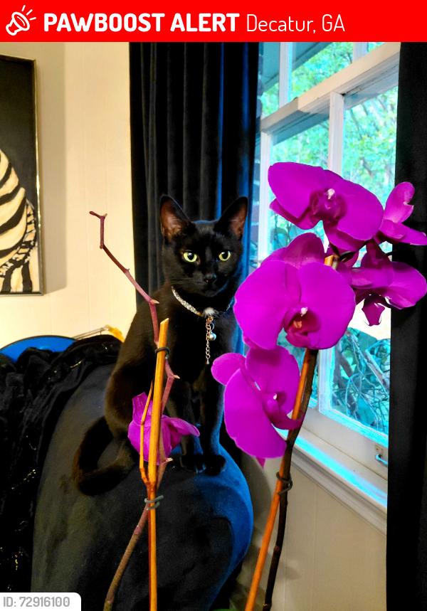 Lost Female Cat last seen Rainbow and Cocklebur Qt area, Decatur, GA 30034