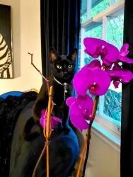 Lost Female Cat last seen Rainbow and Cocklebur Qt area, Decatur, GA 30034