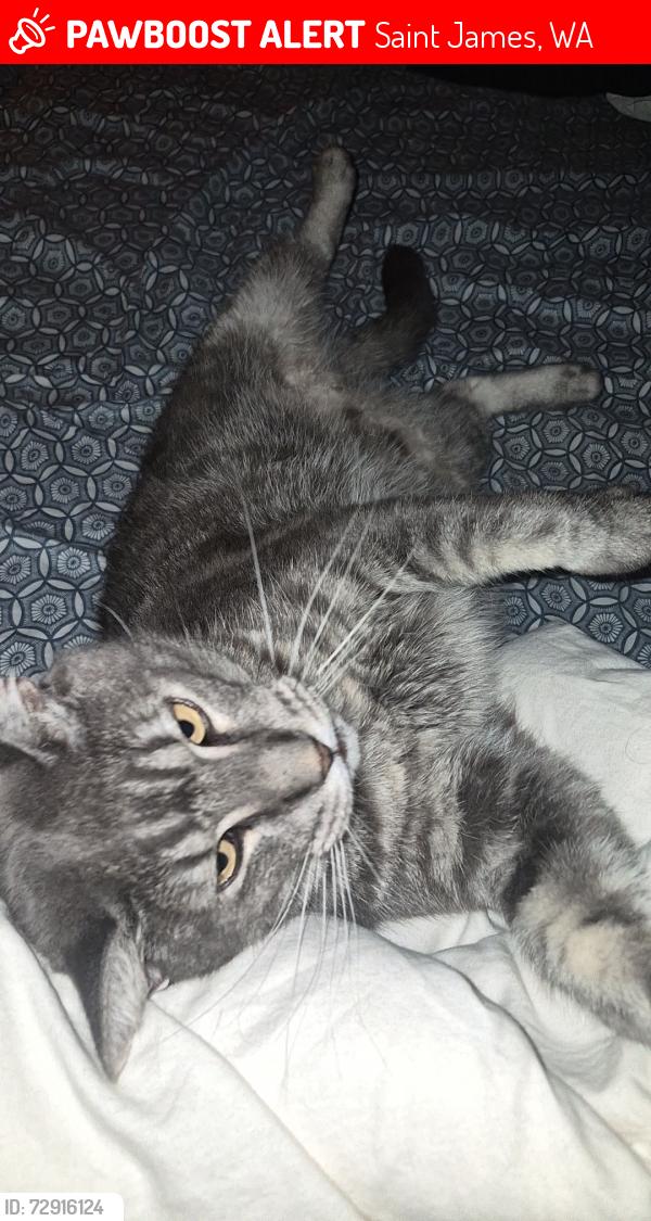 Lost Male Cat last seen Ellam Street & Tate Street, Bentley Hotel, Saint James, WA 6102