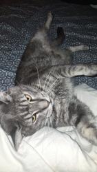 Lost Male Cat last seen Ellam Street & Tate Street, Bentley Hotel, Saint James, WA 6102