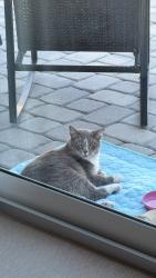 Reunited Male Cat last seen Near 45th St, West Palm Beach, FL 33407, Riviera Beach, FL 33407