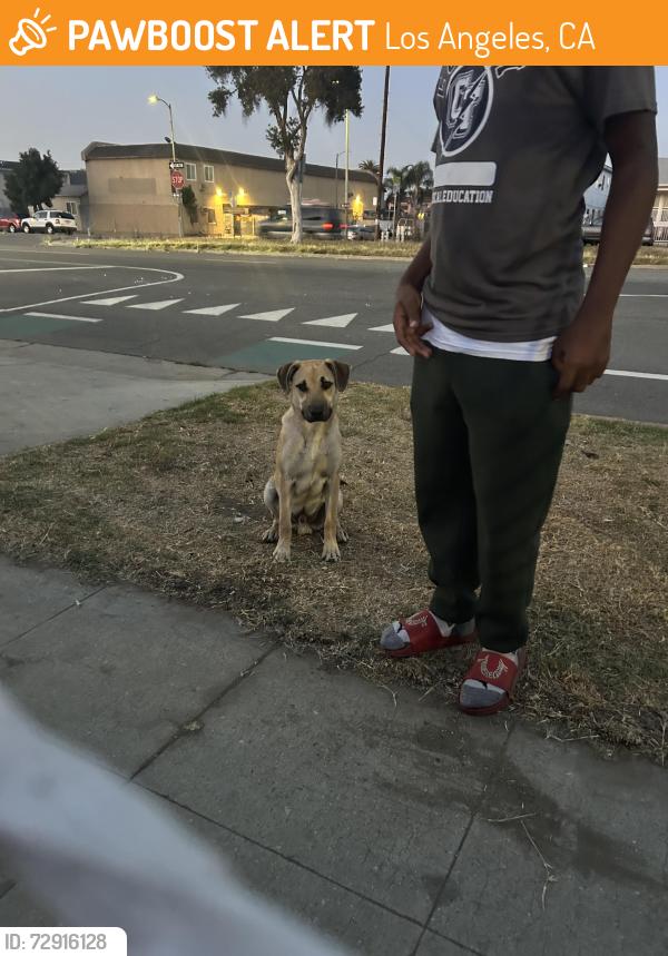 Found/Stray Male Dog last seen Broadway and 105, Los Angeles, CA 90003