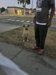 Found/Stray Male Dog last seen Broadway and 105, Los Angeles, CA 90003