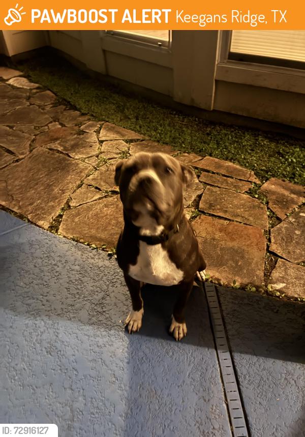 Found/Stray Male Dog last seen Cold harbor lane, Keegans Ridge, TX 77083