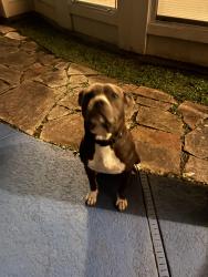 Found/Stray Male Dog last seen Cold harbor lane, Keegans Ridge, TX 77083
