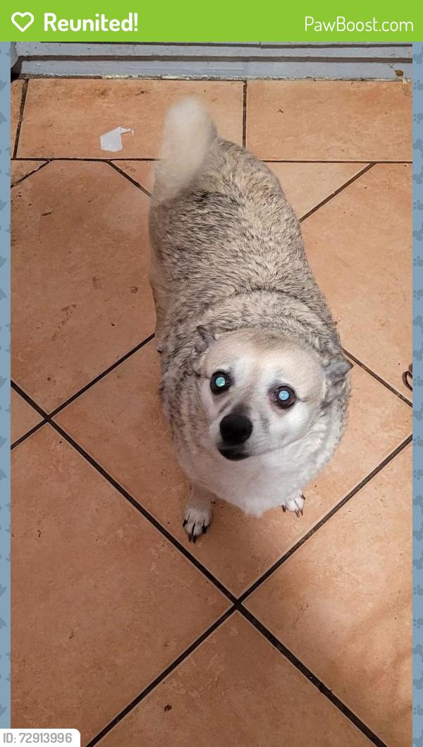Reunited Female Dog last seen Elkhorn ave, North Highlands, CA 95660