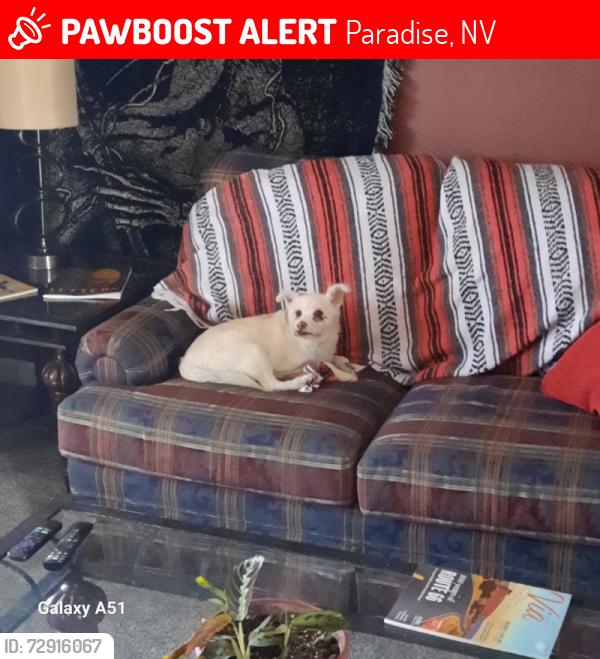 Lost Male Dog last seen East Twain and Pecos, Paradise, NV 89121