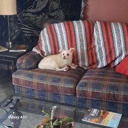 Lost Male Dog last seen East Twain and Pecos, Paradise, NV 89121