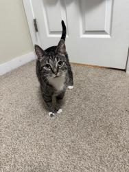 Reunited Female Cat last seen Beaver dam way NE, Calgary, AB T2K