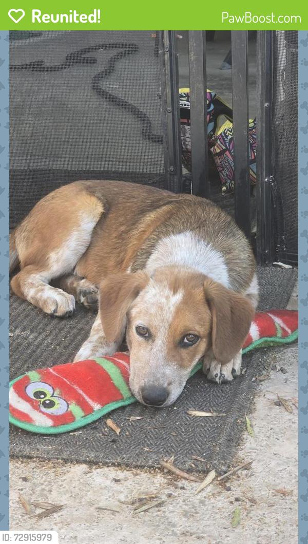 Reunited Female Dog last seen Tulare ave & Demaree, Visalia, CA 93277