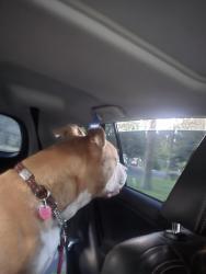 Reunited Female Dog last seen Butler Market and Boyd Acres Rd, Bend, OR 97701