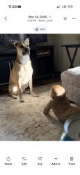 Lost Male Dog last seen E wilard ave, Battle Creek, MI 49037