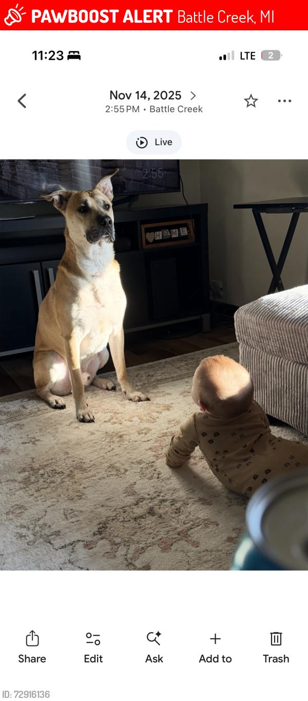 Lost Male Dog last seen E wilard ave, Battle Creek, MI 49037