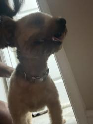 Found/Stray Male Dog last seen Copper crossing dr, Fort Worth, TX 76131