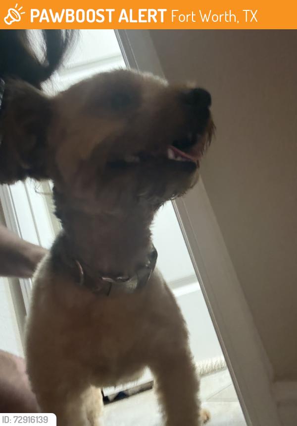 Found/Stray Male Dog last seen Copper crossing dr, Fort Worth, TX 76131