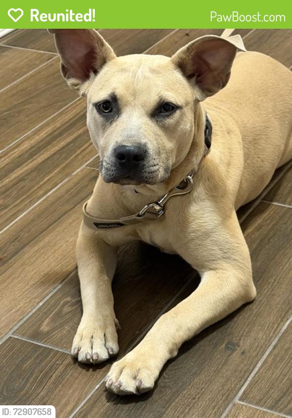Reunited Female Dog last seen El Dorado high school, El Paso, TX 79936